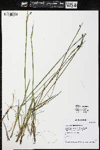 Sisyrinchium montanum image