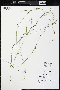 Poa paludigena image