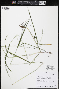 Festuca subverticillata image