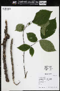 Ulmus thomasii image