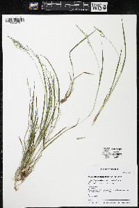 Dichanthelium linearifolium image