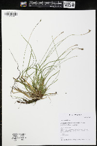 Carex peckii image