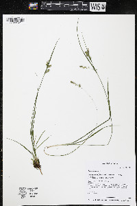 Carex aurea image