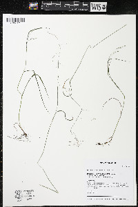 Poa paludigena image