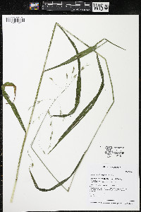 Bromus nottowayanus image