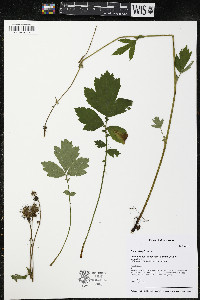 Geum aleppicum image