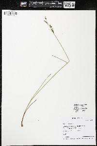 Juncus articulatus image