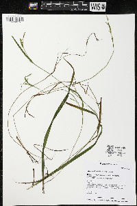 Carex leptonervia image