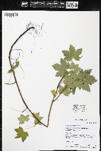 Ribes glandulosum image