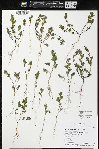 Kummerowia striata image