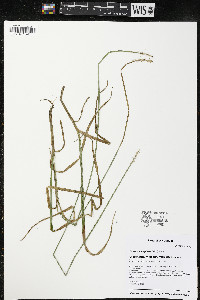 Carex laevivaginata image