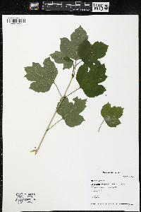 Viburnum opulus image