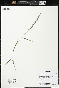 Muhlenbergia mexicana image