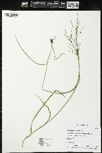 Juncus alpinoarticulatus image
