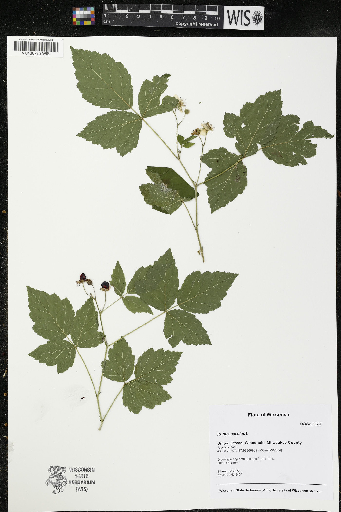 Rubus caesius image