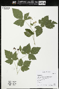 Rubus caesius image