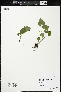 Viola blanda image