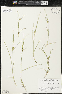 Carex sychnocephala image