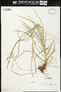 Carex sprengelii image