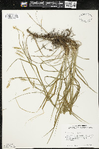 Carex sprengelii image