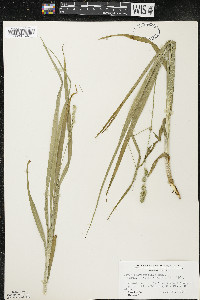 Carex sparganioides image