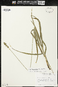 Carex sparganioides image