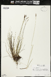 Carex scirpoidea image
