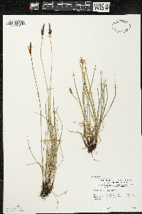 Carex scirpoidea image