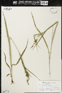 Carex scabrata image