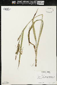 Carex scabrata image
