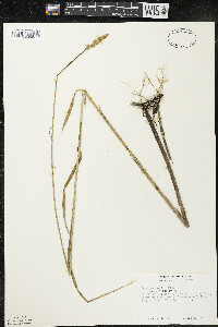 Carex sartwellii image