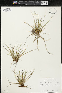 Carex tonsa image