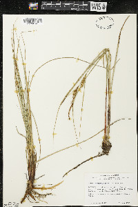 Carex rostrata image