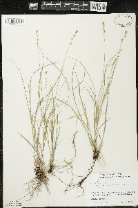 Carex radiata image