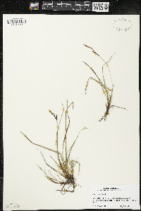 Carex richardsonii image