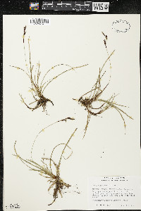 Carex richardsonii image