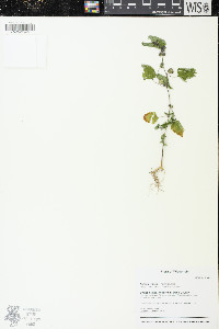 Fatoua villosa image
