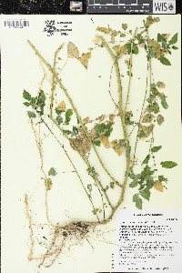 Solanum lycopersicum image