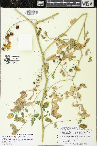 Solanum lycopersicum image