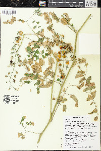 Solanum lycopersicum image