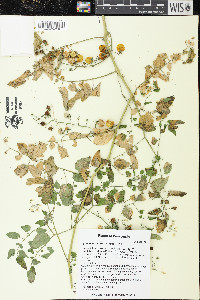 Solanum lycopersicum image