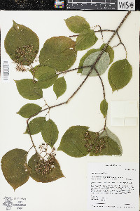 Cornus rugosa image