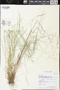 Poa nemoralis image