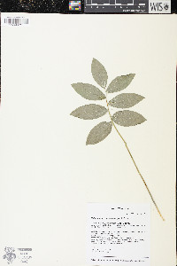 Polygonatum pubescens image