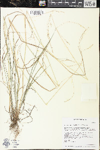 Festuca subverticillata image