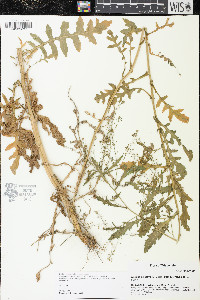Rorippa palustris subsp. fernaldiana image