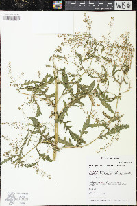 Rorippa palustris subsp. fernaldiana image