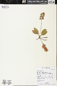 Pyrola elliptica image