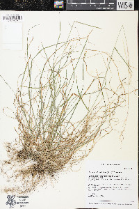 Festuca subverticillata image