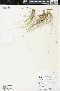 Carex eburnea image